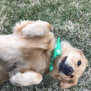 Meet your Posher, Camy